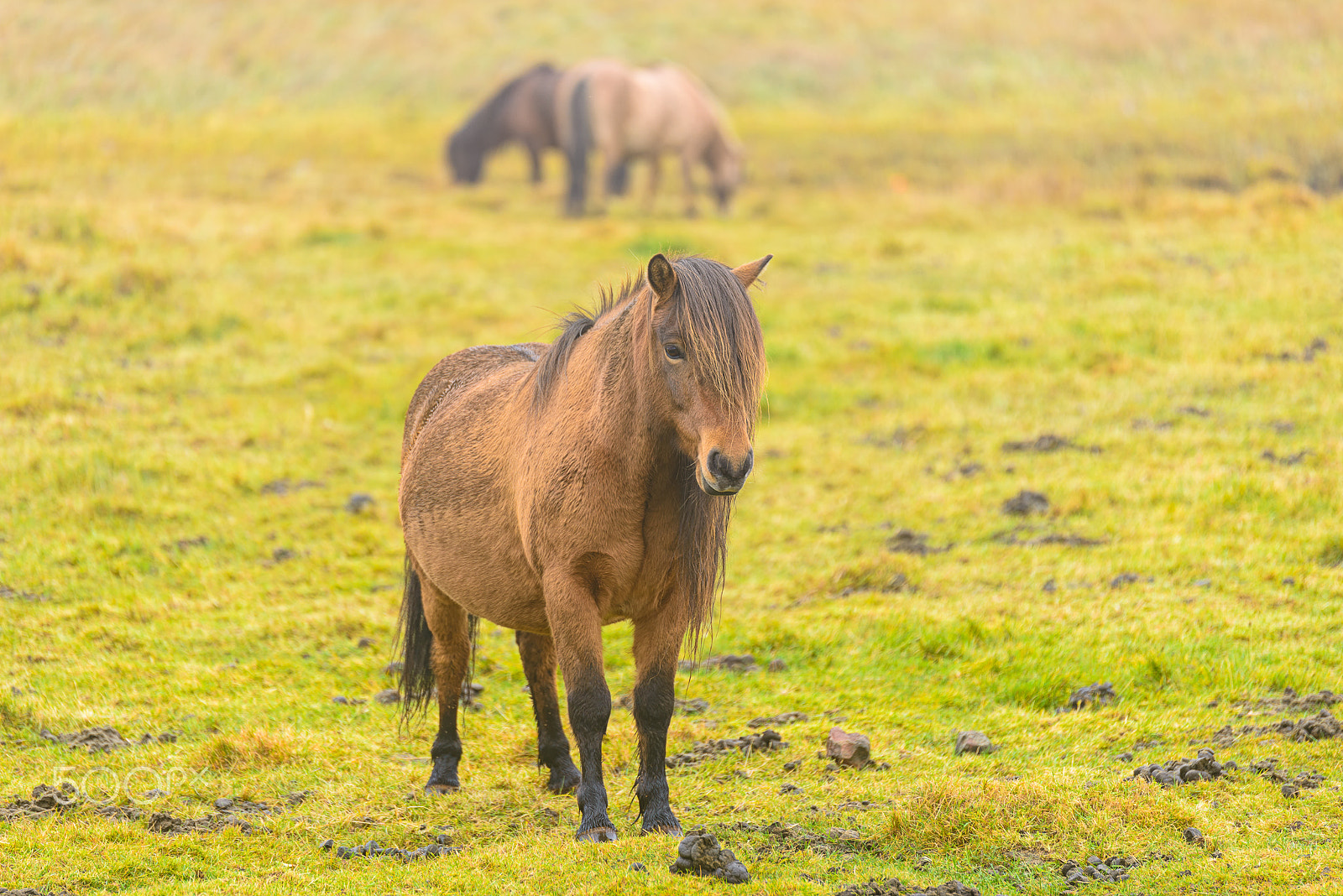 Tamron SP 70-200mm F2.8 Di VC USD sample photo. Icelandic horse photography