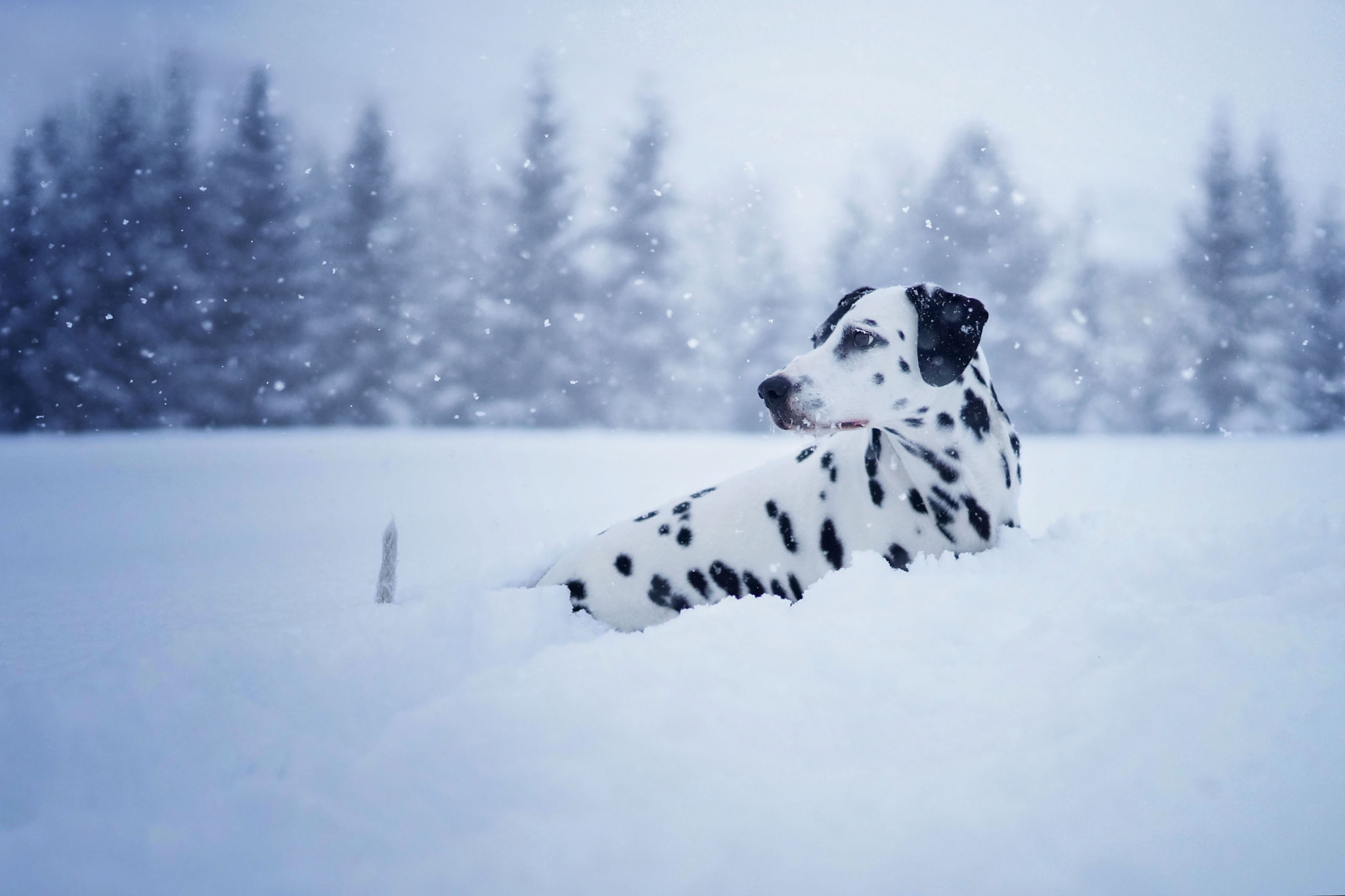 Minolta AF 50mm F1.4 [New] sample photo. Snow-snow-snow photography