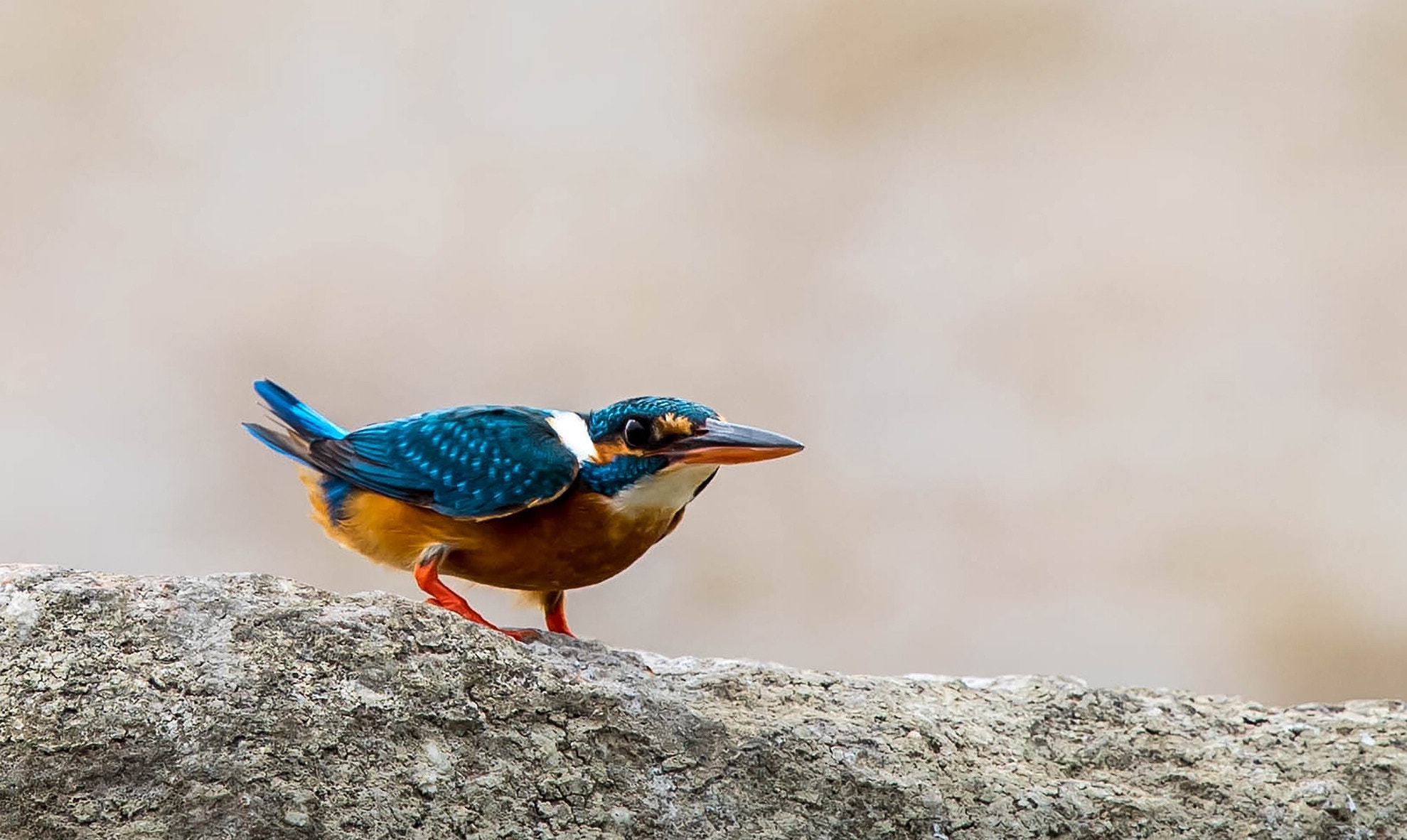 Canon EF 600mm F4L IS II USM sample photo