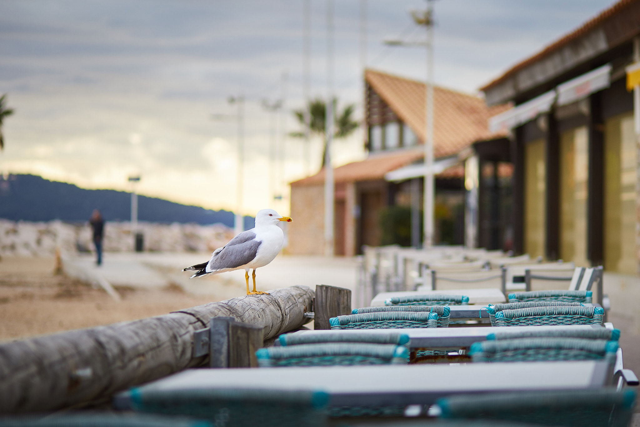 Canon EF 85mm F1.8 USM sample photo. Seagull...the winter visitor photography