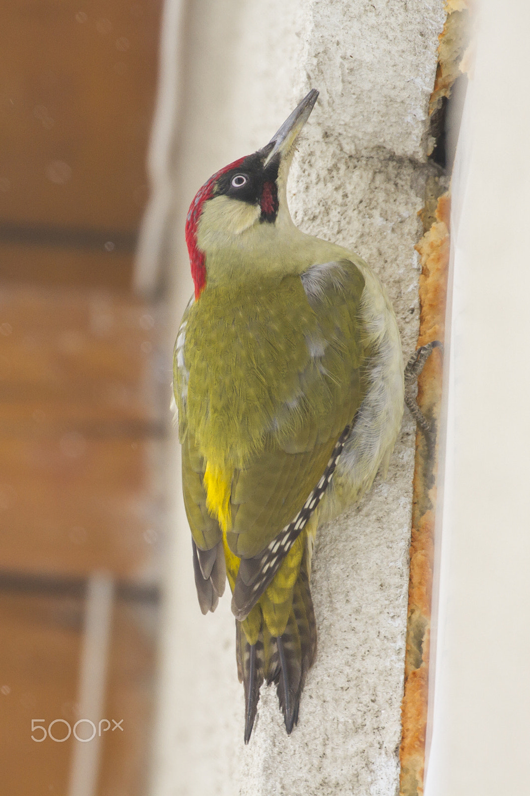 Canon EOS 7D sample photo. European green woodpecker photography