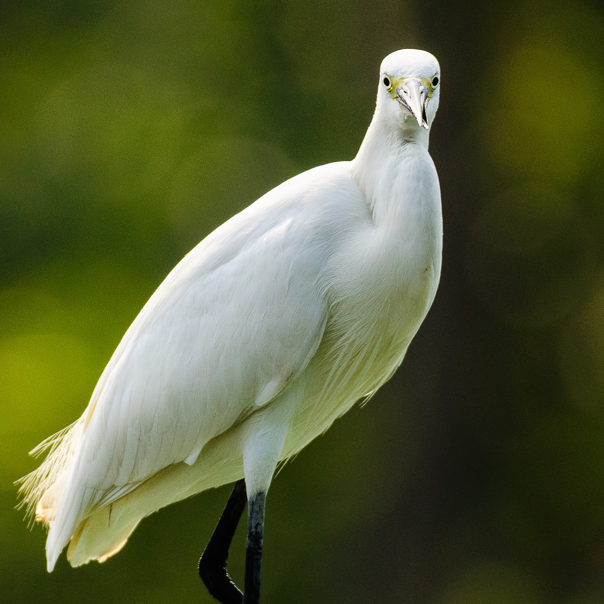 Sigma 150-600mm F5-6.3 DG OS HSM | C sample photo. We are not amused photography