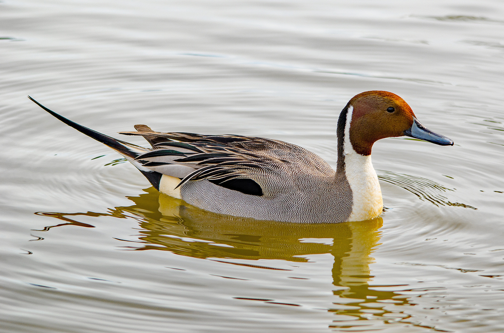 Sigma 150-500mm F5-6.3 DG OS HSM sample photo. Northern pintail photography