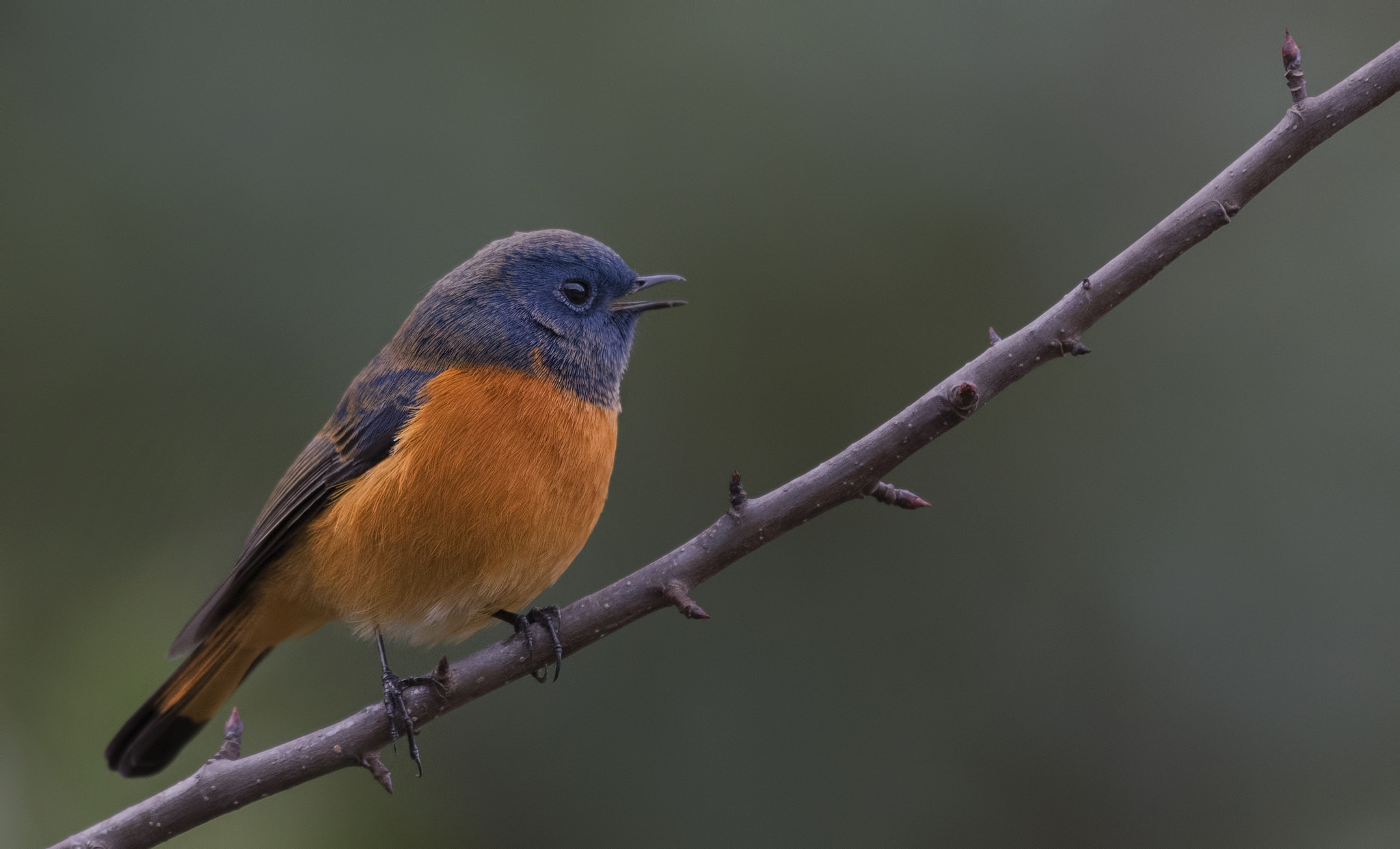 Nikon D750 + Nikon AF-S Nikkor 500mm F4G ED VR sample photo. Blue fronted redstart photography