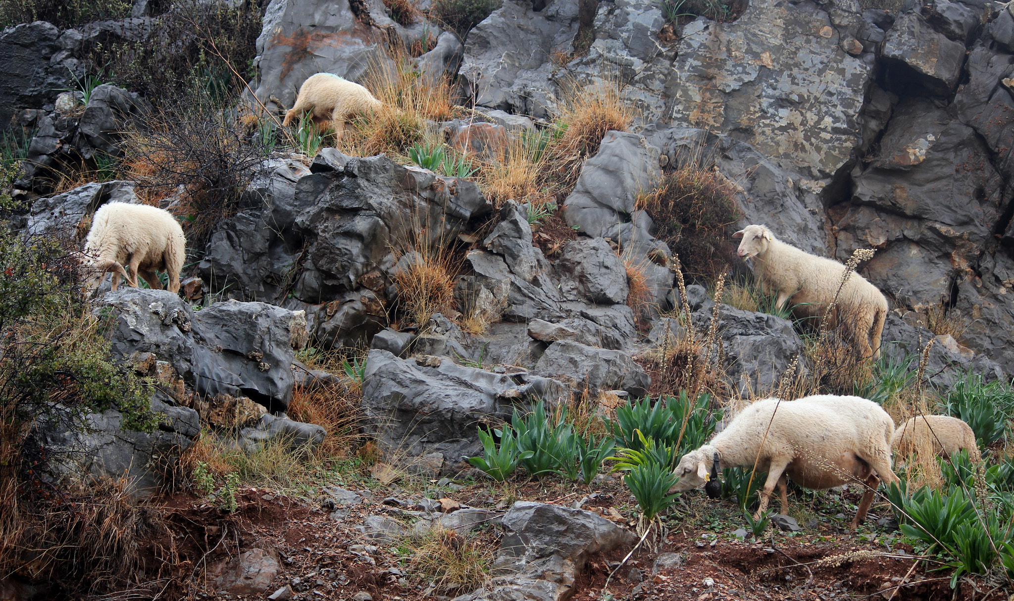 Canon EOS 550D (EOS Rebel T2i / EOS Kiss X4) sample photo. Valley of sheep photography