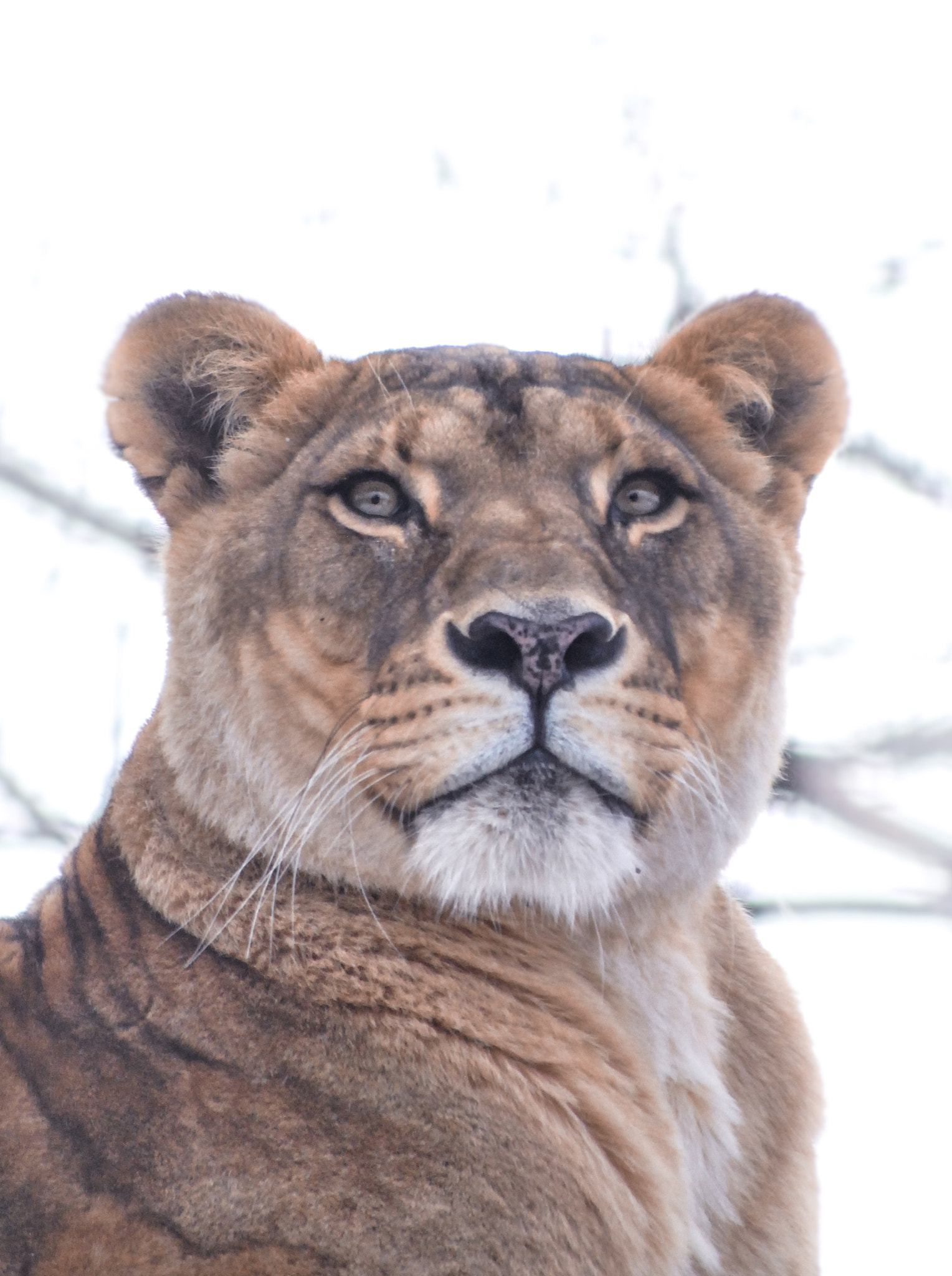 Nikon D3000 sample photo. The lion queen photography
