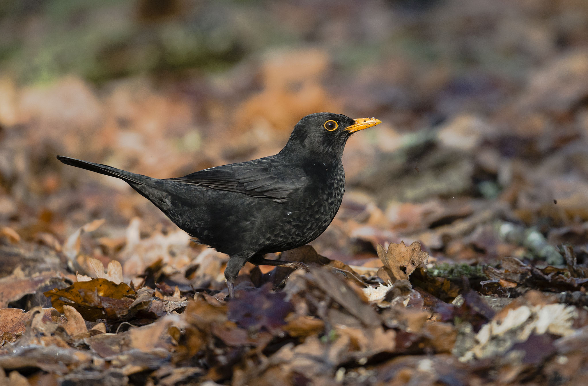 Nikon AF-S Nikkor 500mm F4E FL ED VR sample photo. Merle noir photography