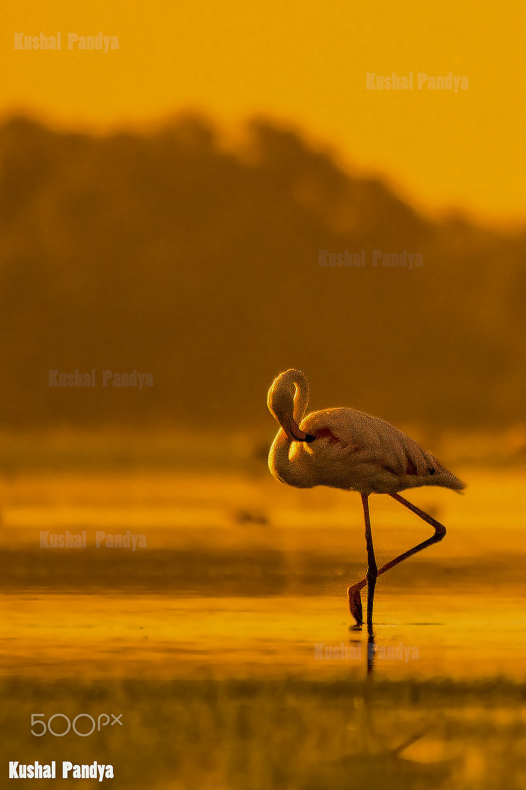 Sigma 150-500mm F5-6.3 DG OS HSM sample photo. Greater flamongo photography
