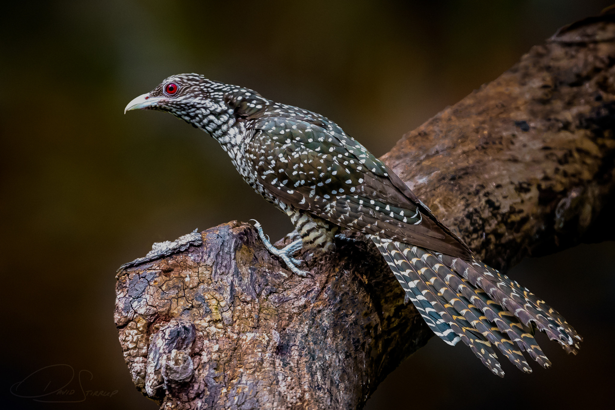 Nikon AF-S Nikkor 500mm F4E FL ED VR sample photo. Crazy hours photography