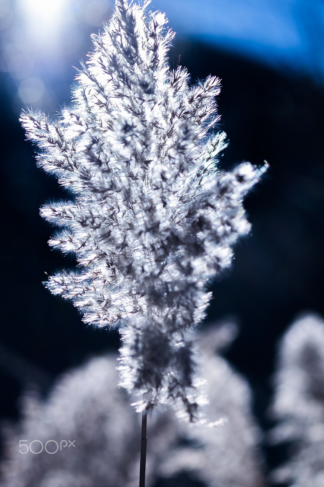 Fujifilm X-T1 sample photo. Cortaderia selloana - 05 photography