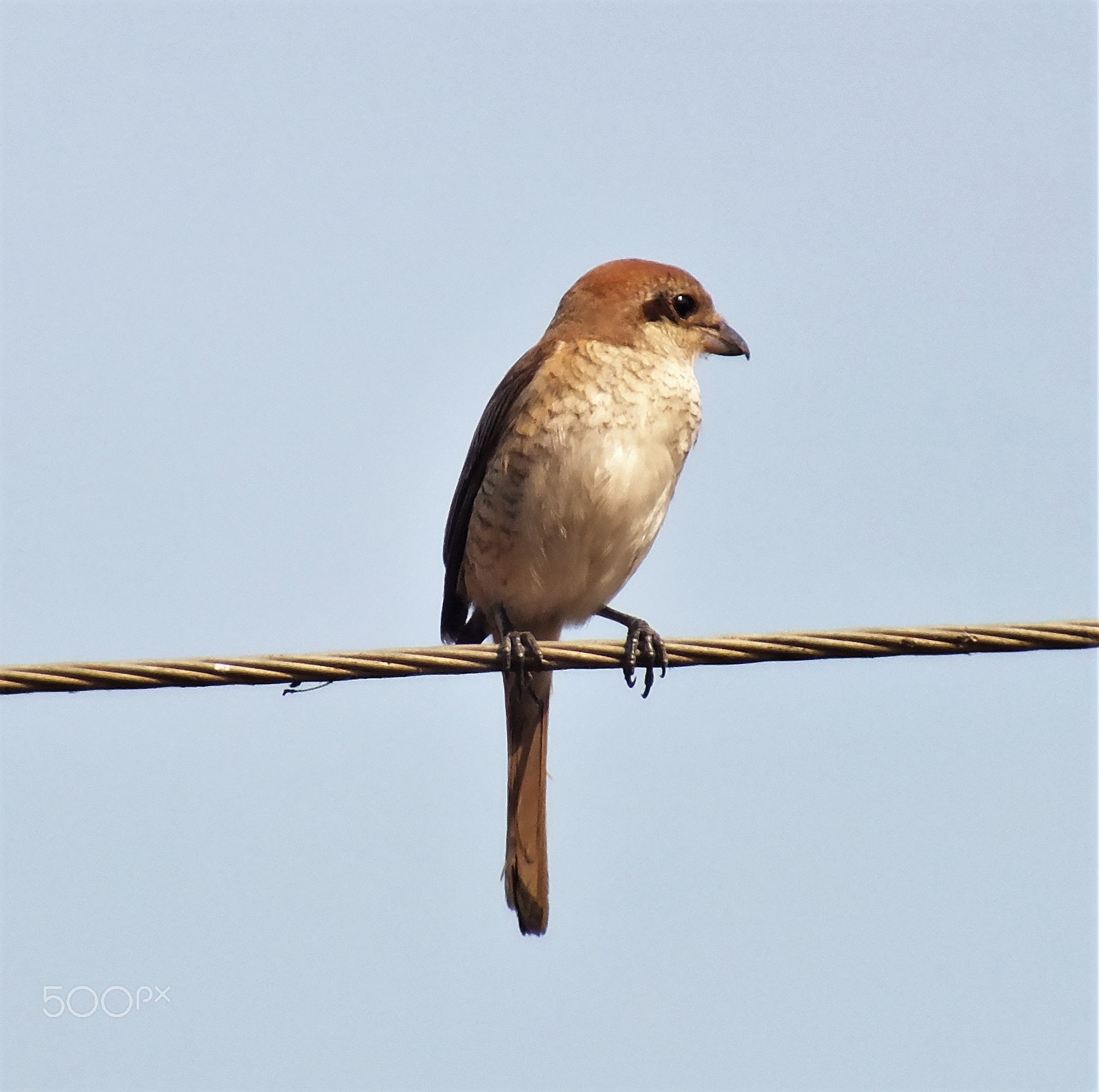 Fujifilm FinePix HS28EXR sample photo. Brown shrike photography