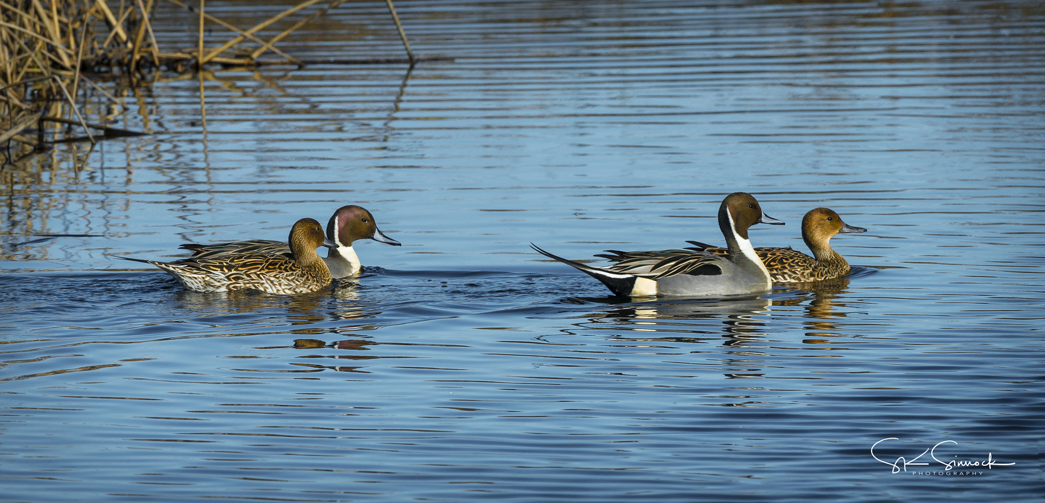 Nikon D800 sample photo. Northern pintails photography