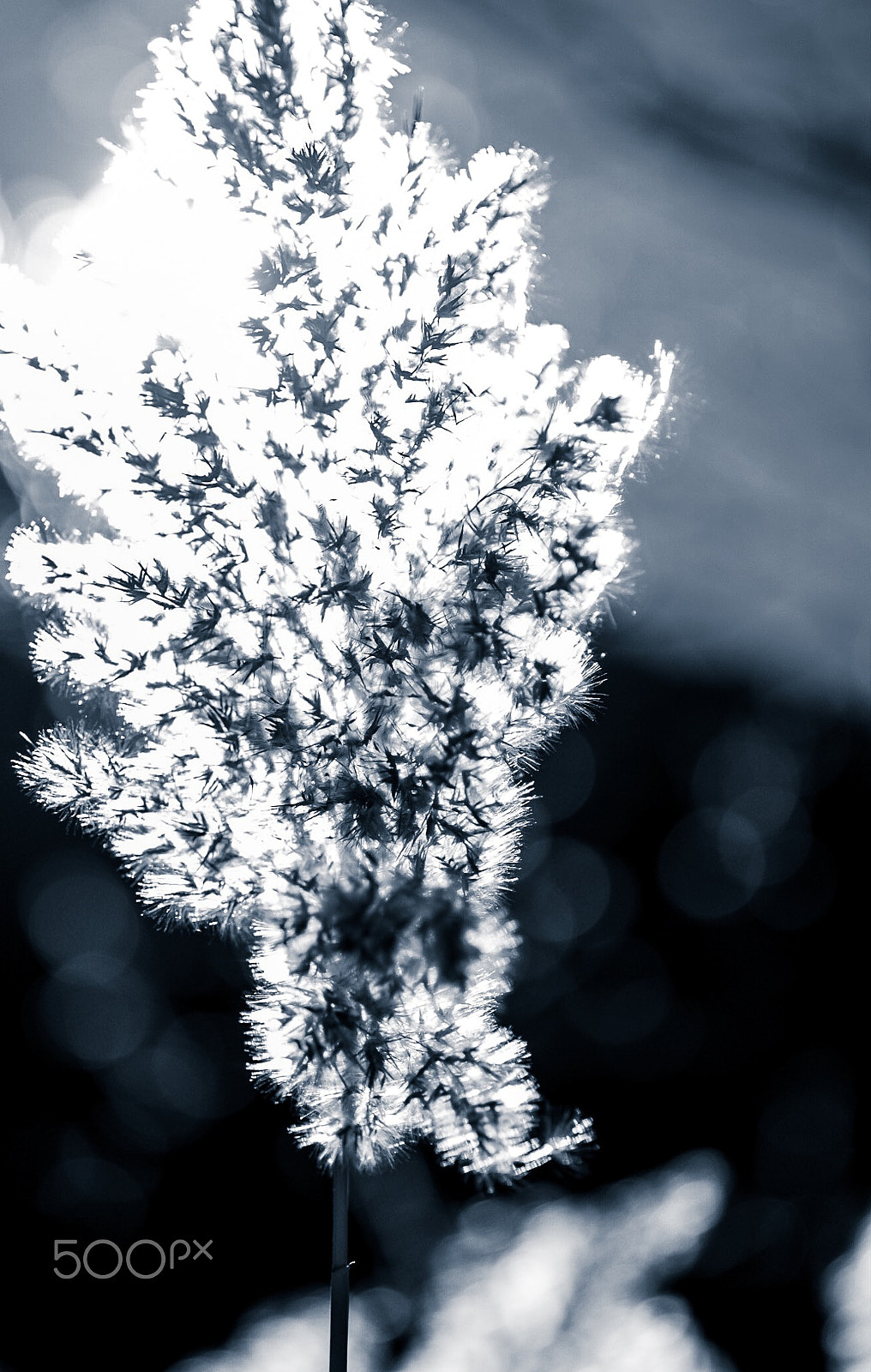 Fujifilm X-T1 + Fujifilm XF 60mm F2.4 R Macro sample photo. Cortaderia selloana - 06 photography