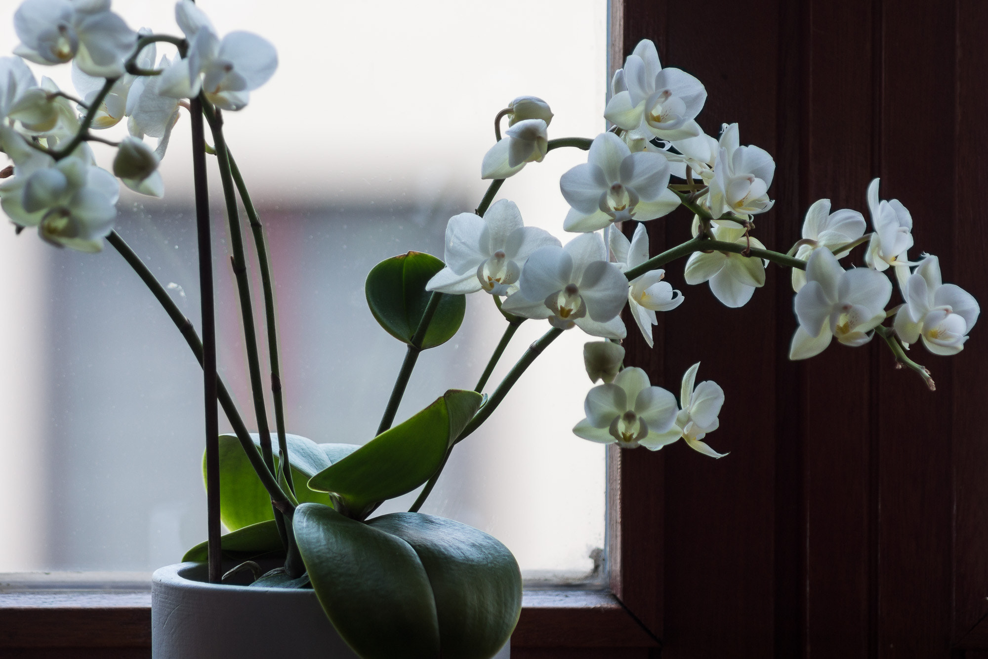 Sony 75-300mm F4.5-5.6 sample photo. Map sur l'avant plan photography