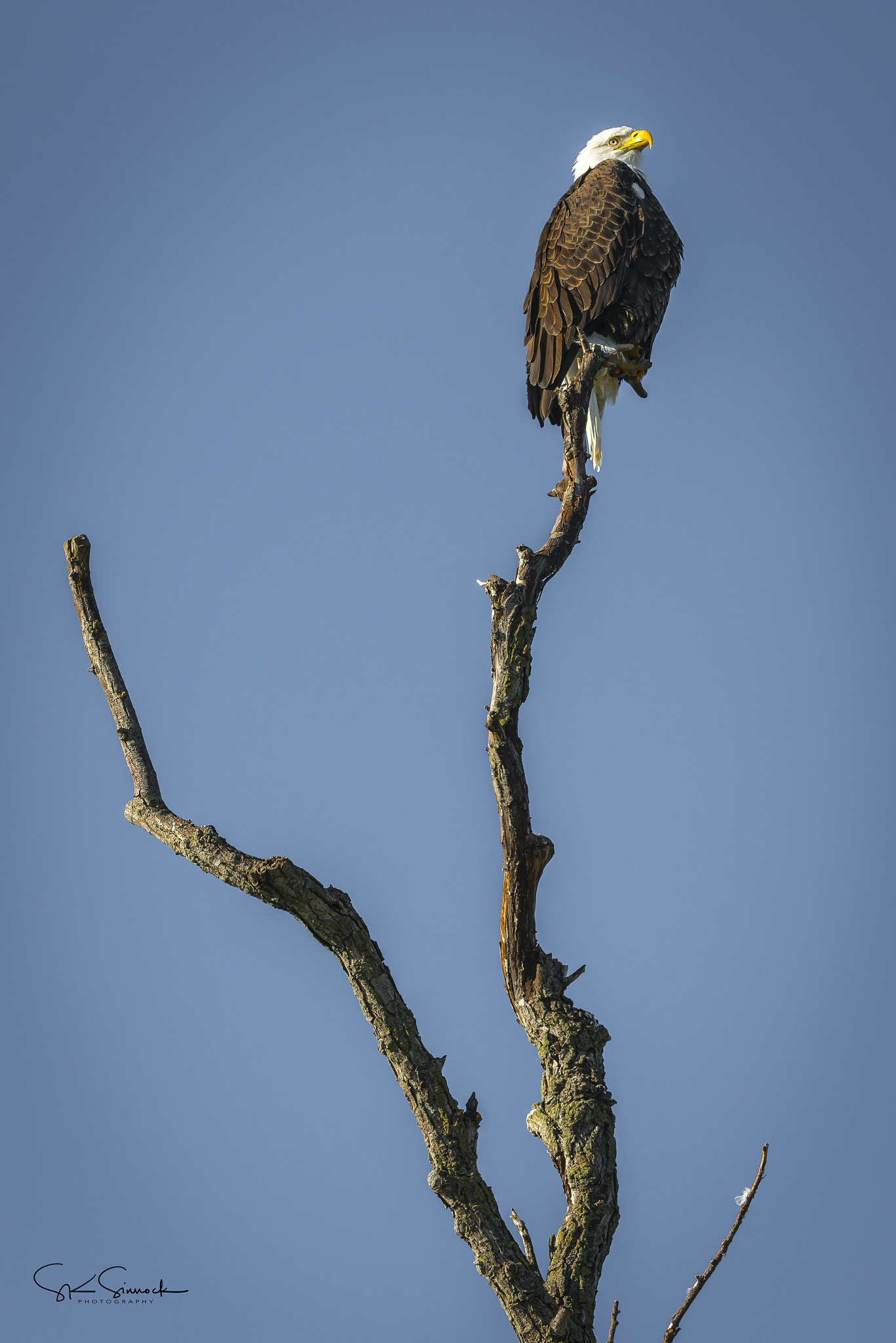 Nikon D800 sample photo. Bald eagle at sacramento nwr photography