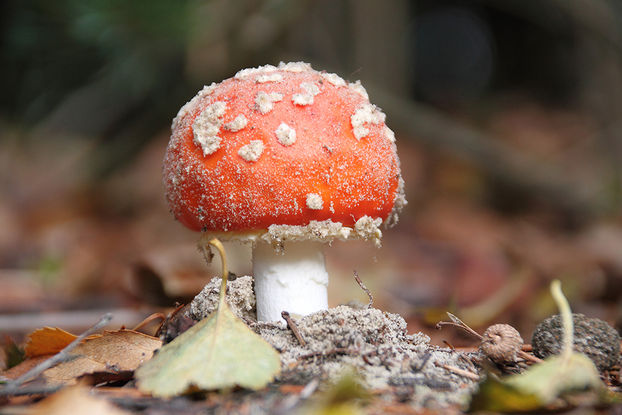 Canon EOS 7D + Sigma 18-200mm f/3.5-6.3 DC OS HSM [II] sample photo. Flying agaric photography