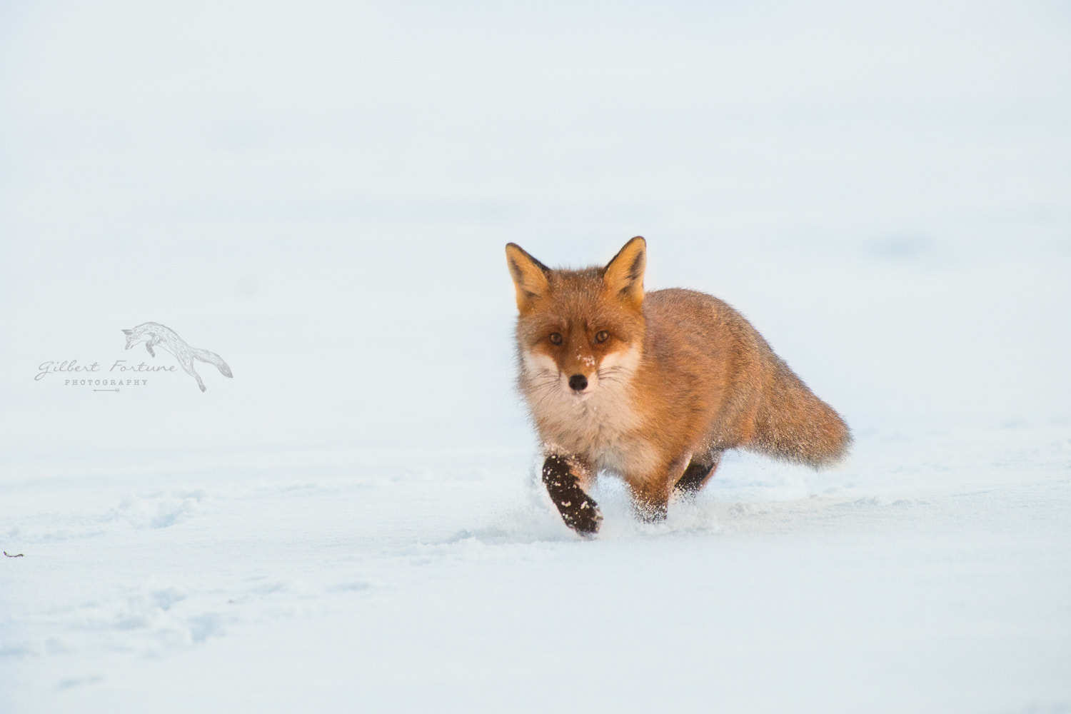 Nikon AF-S Nikkor 300mm F2.8G ED VR II sample photo. Determined photography