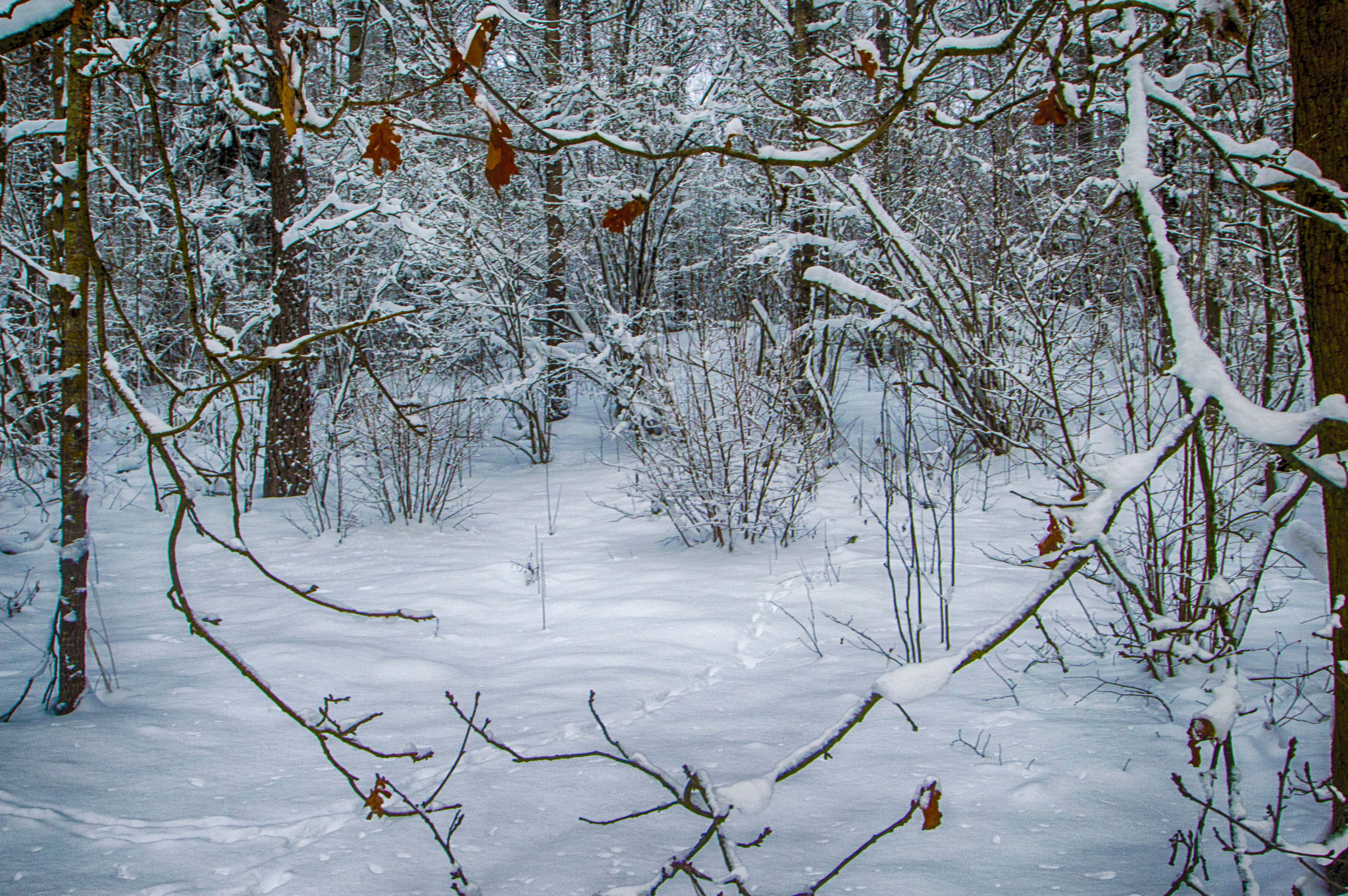 Nikon D3200 sample photo. В зимнем лесу photography