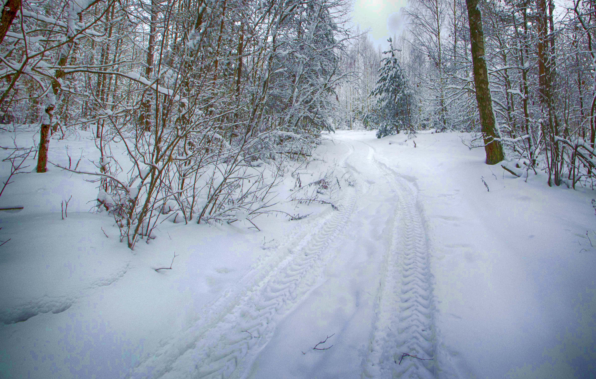 Nikon D3200 sample photo. В зимнем лесу photography
