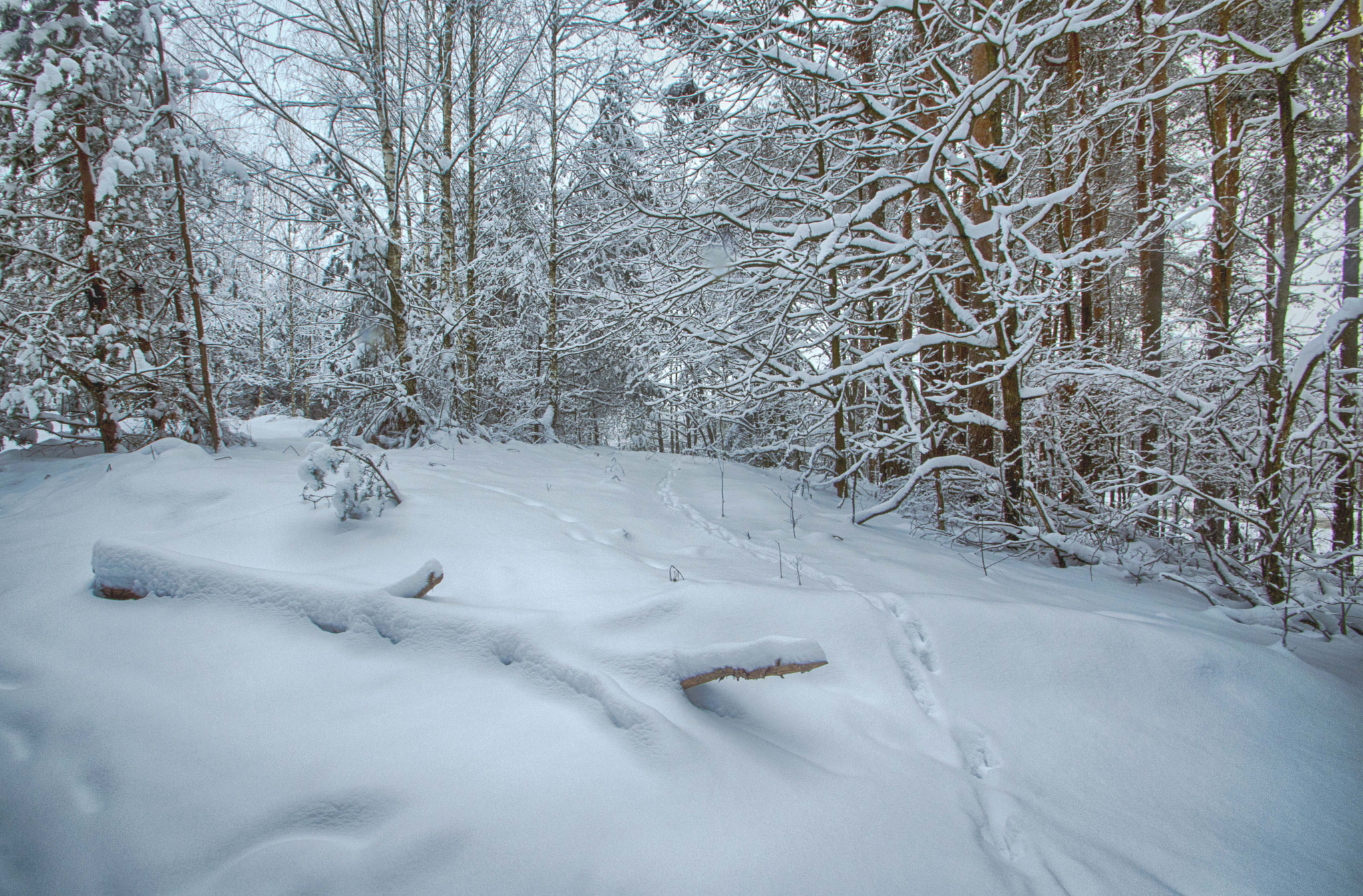 Nikon D3200 sample photo. В зимнем лесу photography