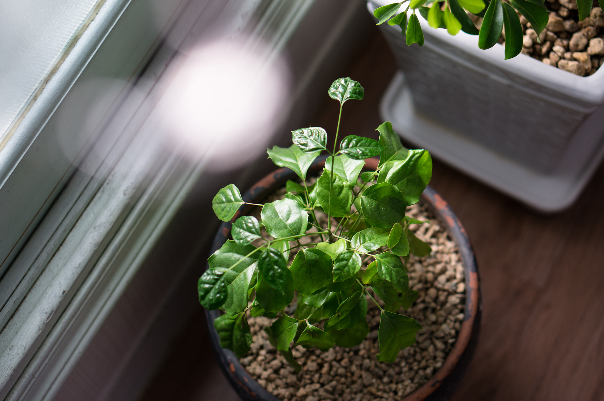Sony Alpha NEX-6 + E 50mm F1.8 OSS sample photo. Life photography