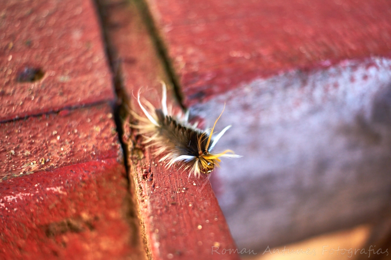Canon EF-S 24mm F2.8 STM sample photo. Ad photography