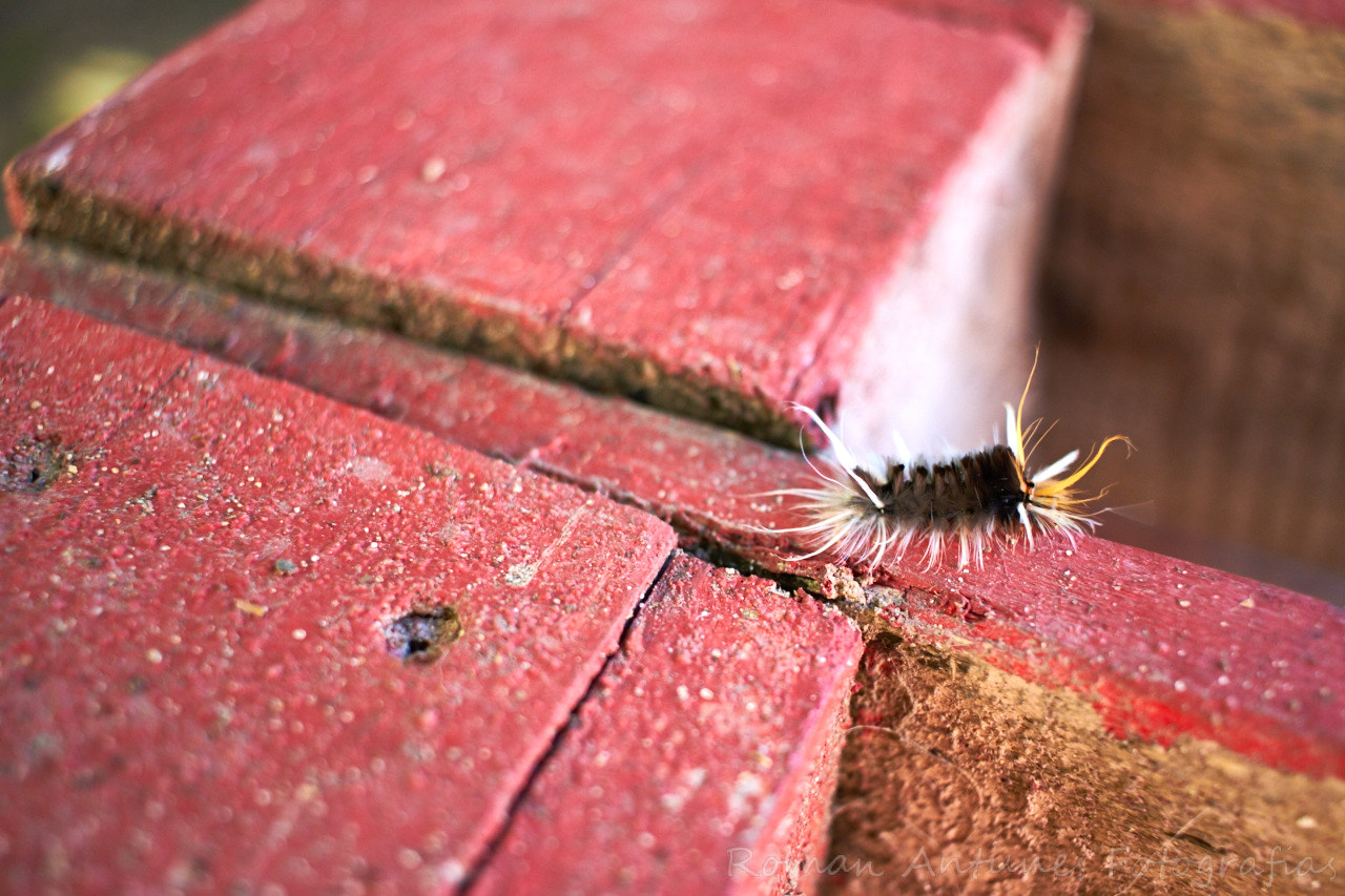 Canon EF-S 24mm F2.8 STM sample photo. Ad photography