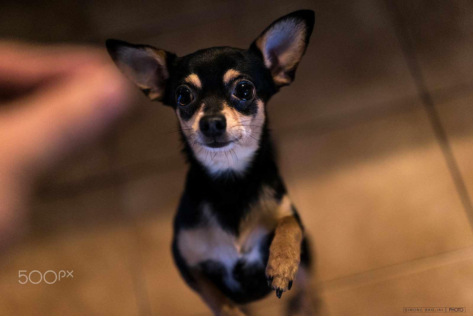 Sony a7S II + Sony Sonnar T* FE 55mm F1.8 ZA sample photo. Stewy photography