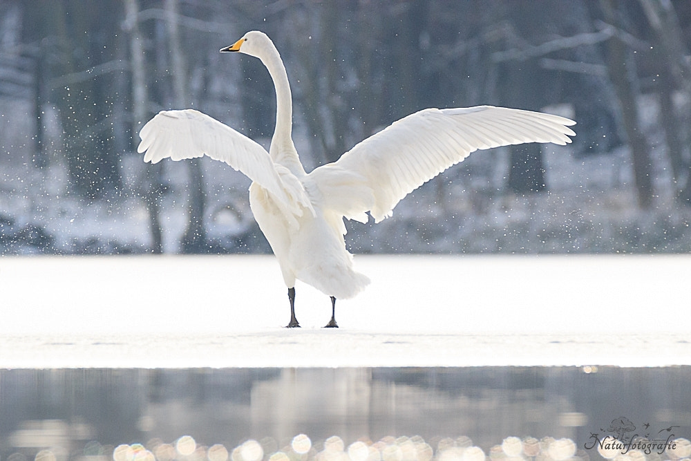 Tamron SP 150-600mm F5-6.3 Di VC USD sample photo. Singschwan photography