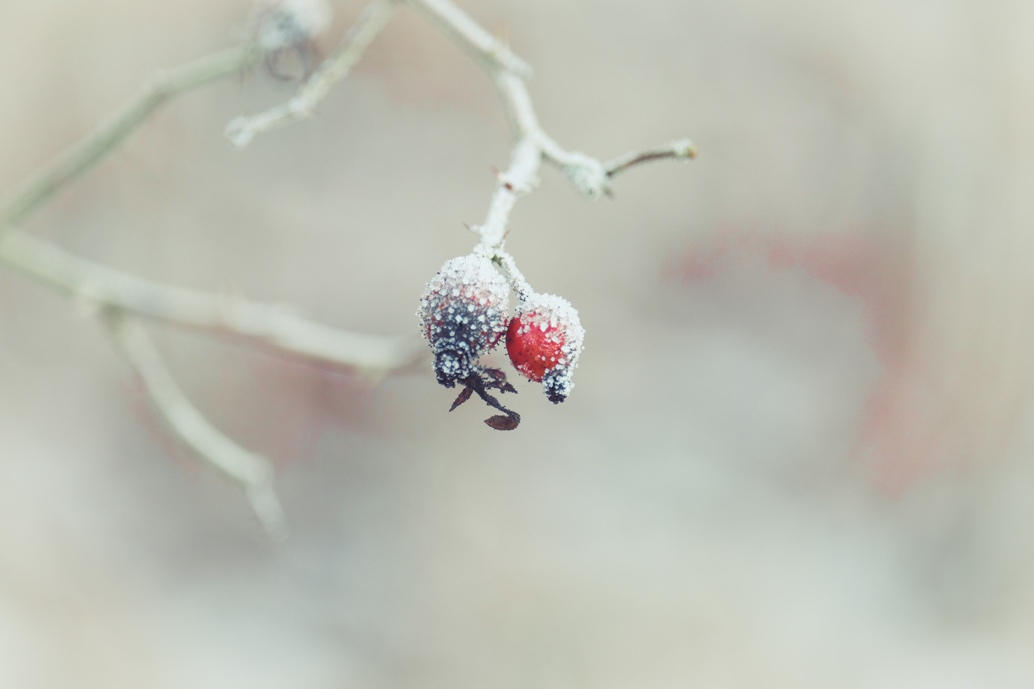 Fujifilm X-E2 + Fujifilm XF 55-200mm F3.5-4.8 R LM OIS sample photo. Sugared rosehips photography