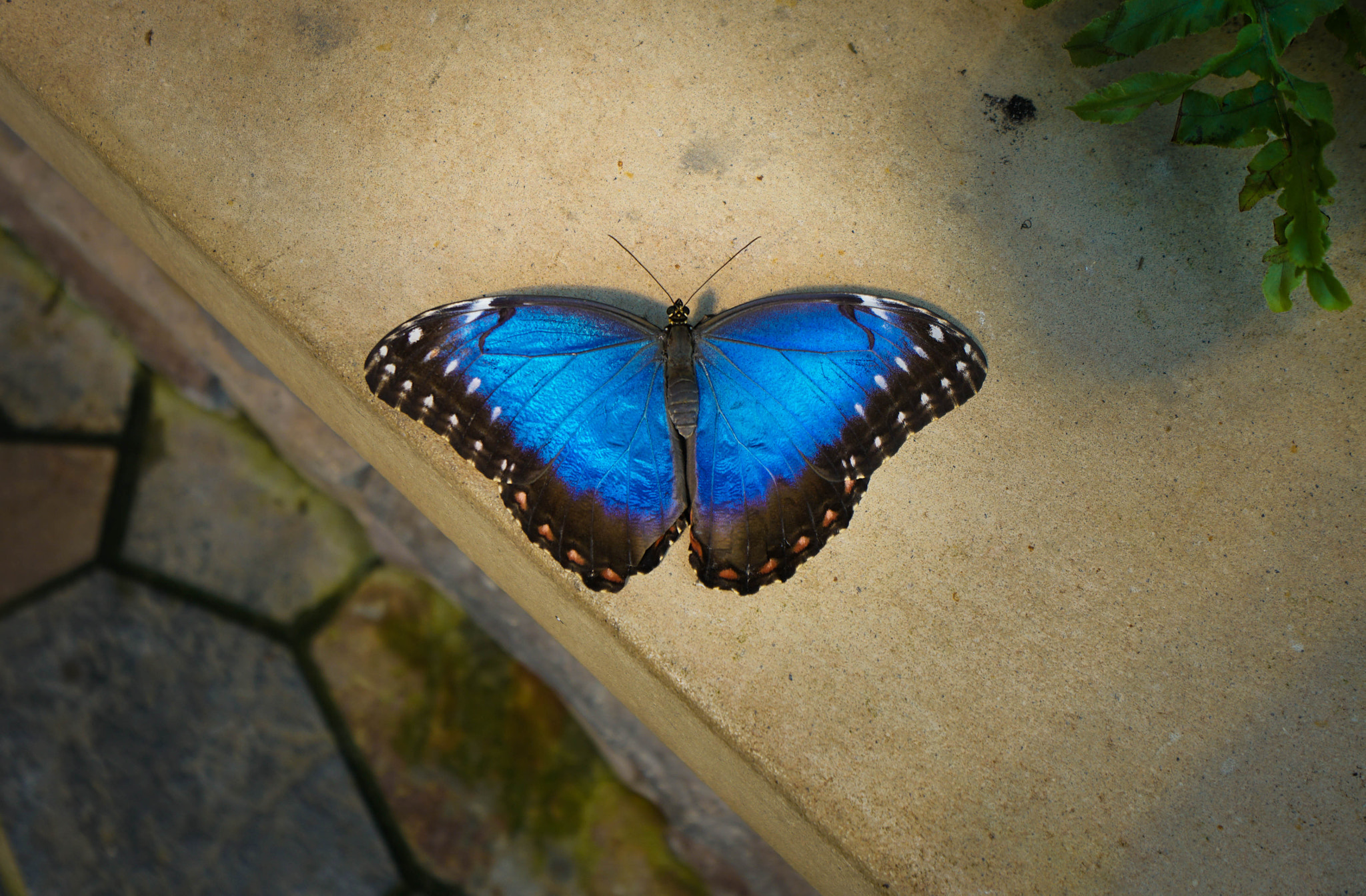 Sony a6300 + Sony E 10-18mm F4 OSS sample photo. Stretch my wings photography
