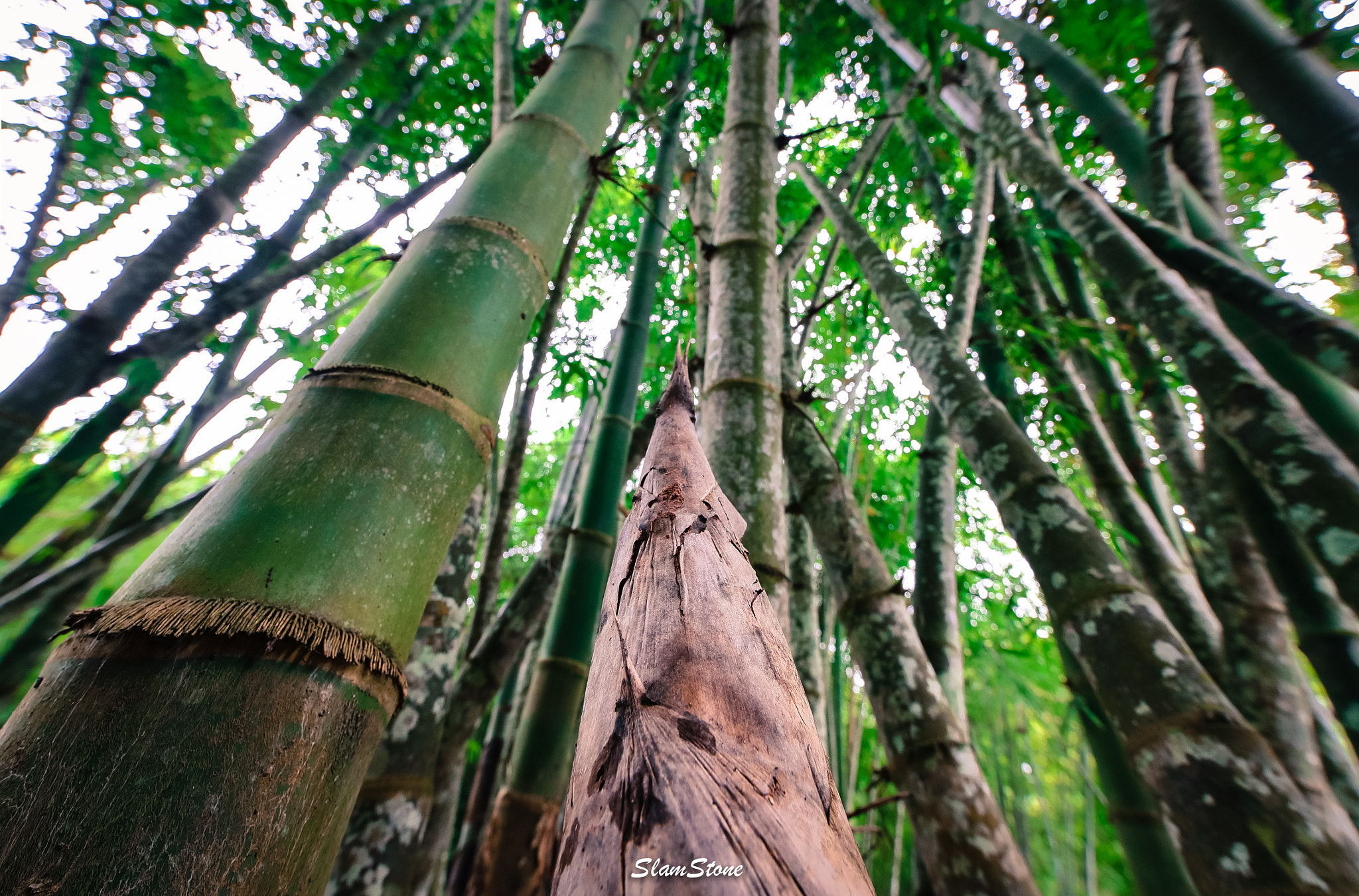 Canon EF 300mm f/2.8L sample photo. When i grow up photography