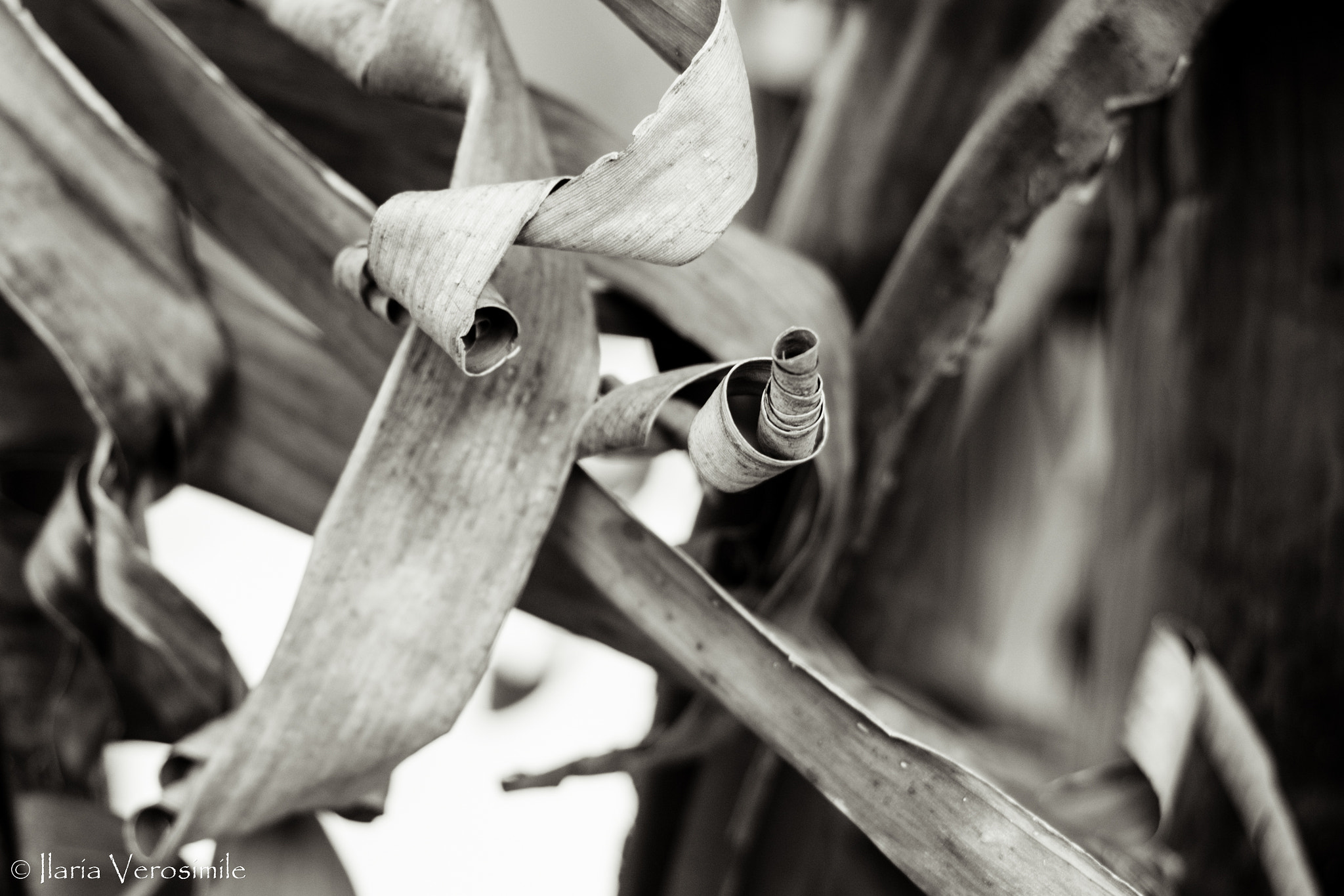AF Zoom-Nikkor 35-70mm f/3.3-4.5 sample photo. Banano leaf 2 photography