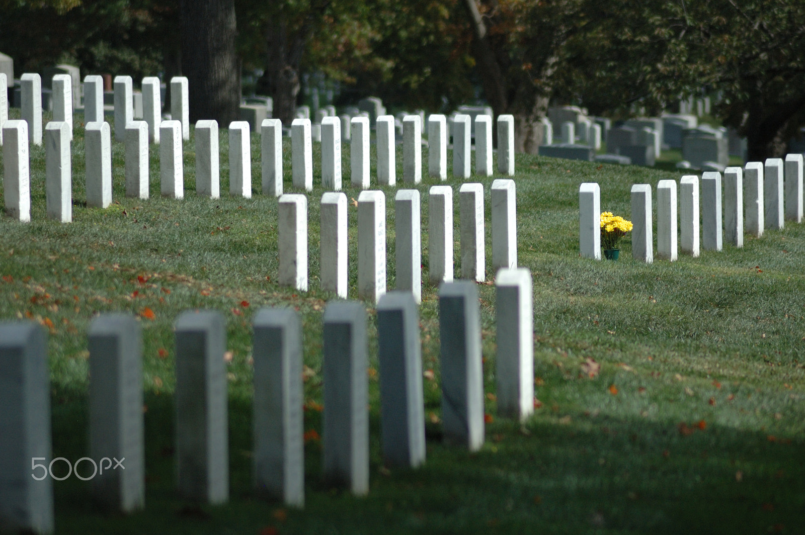 Nikon D70 + AF Zoom-Nikkor 70-300mm f/4-5.6D ED sample photo. Flowers in arlington cemetery photography