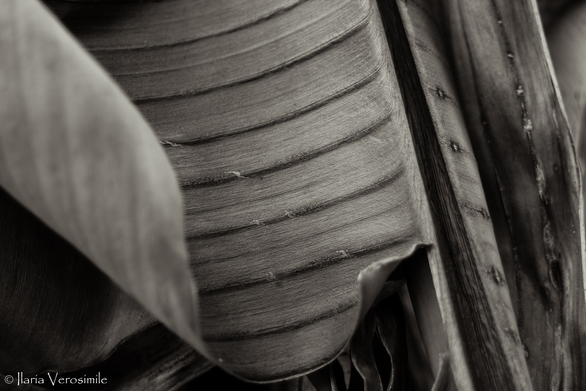 AF Zoom-Nikkor 35-70mm f/3.3-4.5 sample photo. Banano leaf 1 photography