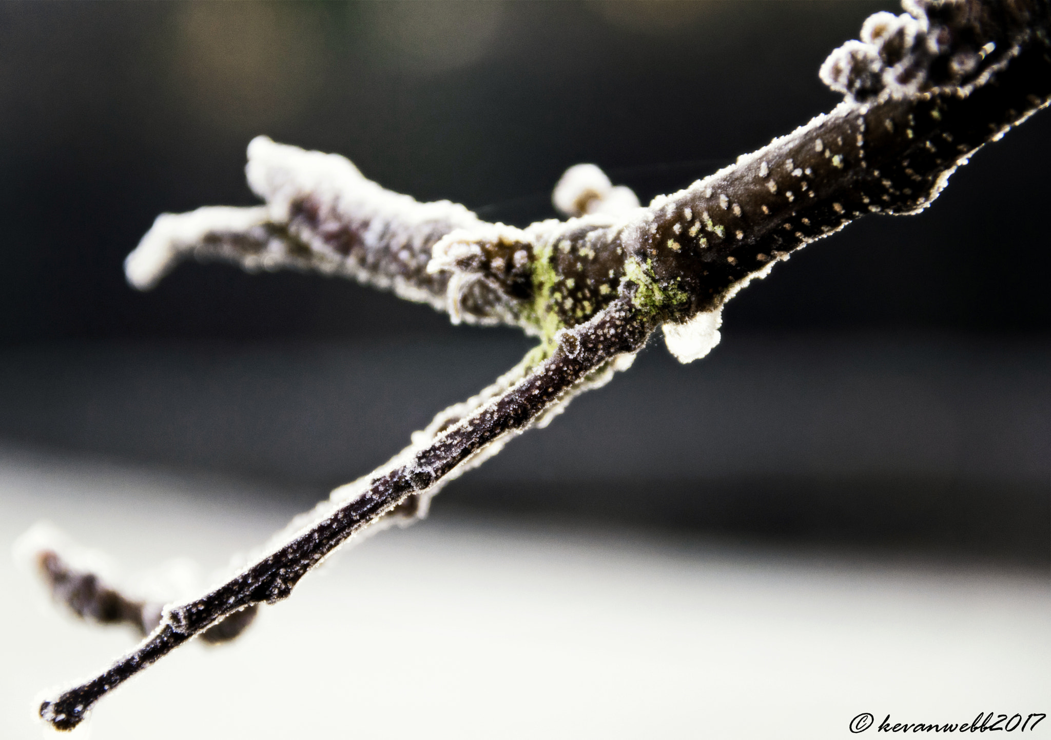 Canon EOS 760D (EOS Rebel T6s / EOS 8000D) sample photo. Frozen tree bud photography