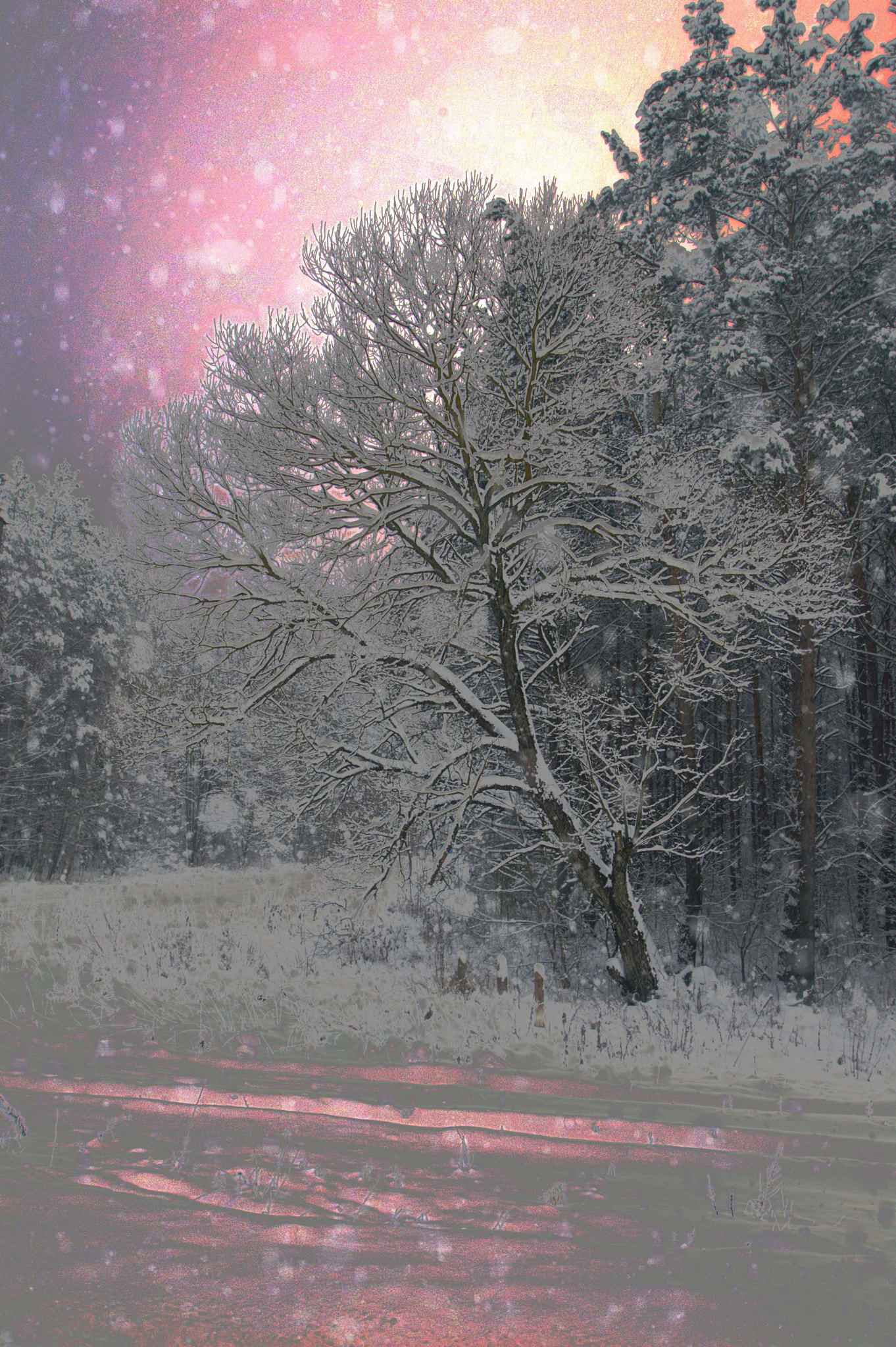 Nikon D3200 sample photo. Снежное дерево photography