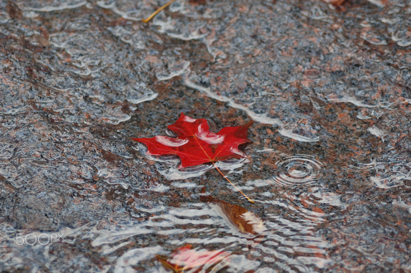 AF Zoom-Nikkor 70-300mm f/4-5.6D ED sample photo. Leaf on stone photography