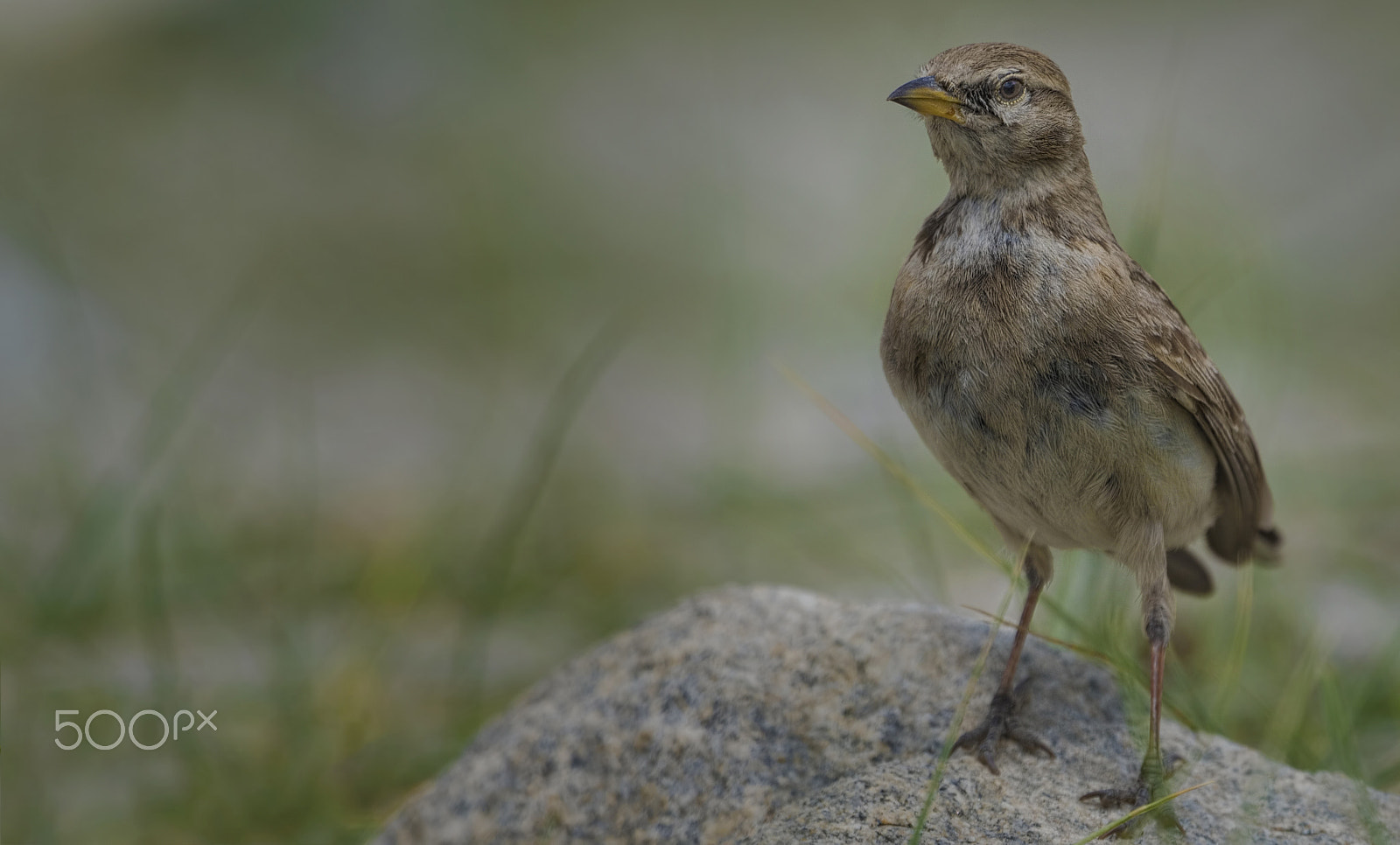 Nikon D810 + Nikon AF-S Nikkor 500mm F4G ED VR sample photo. Hume's short toed lark photography