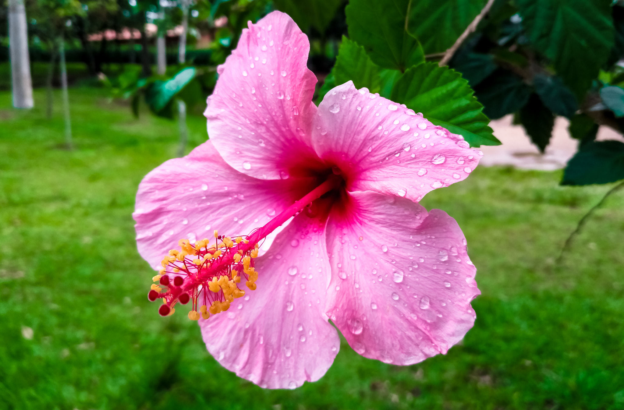 ASUS Z017DC sample photo. Hibiscus photography
