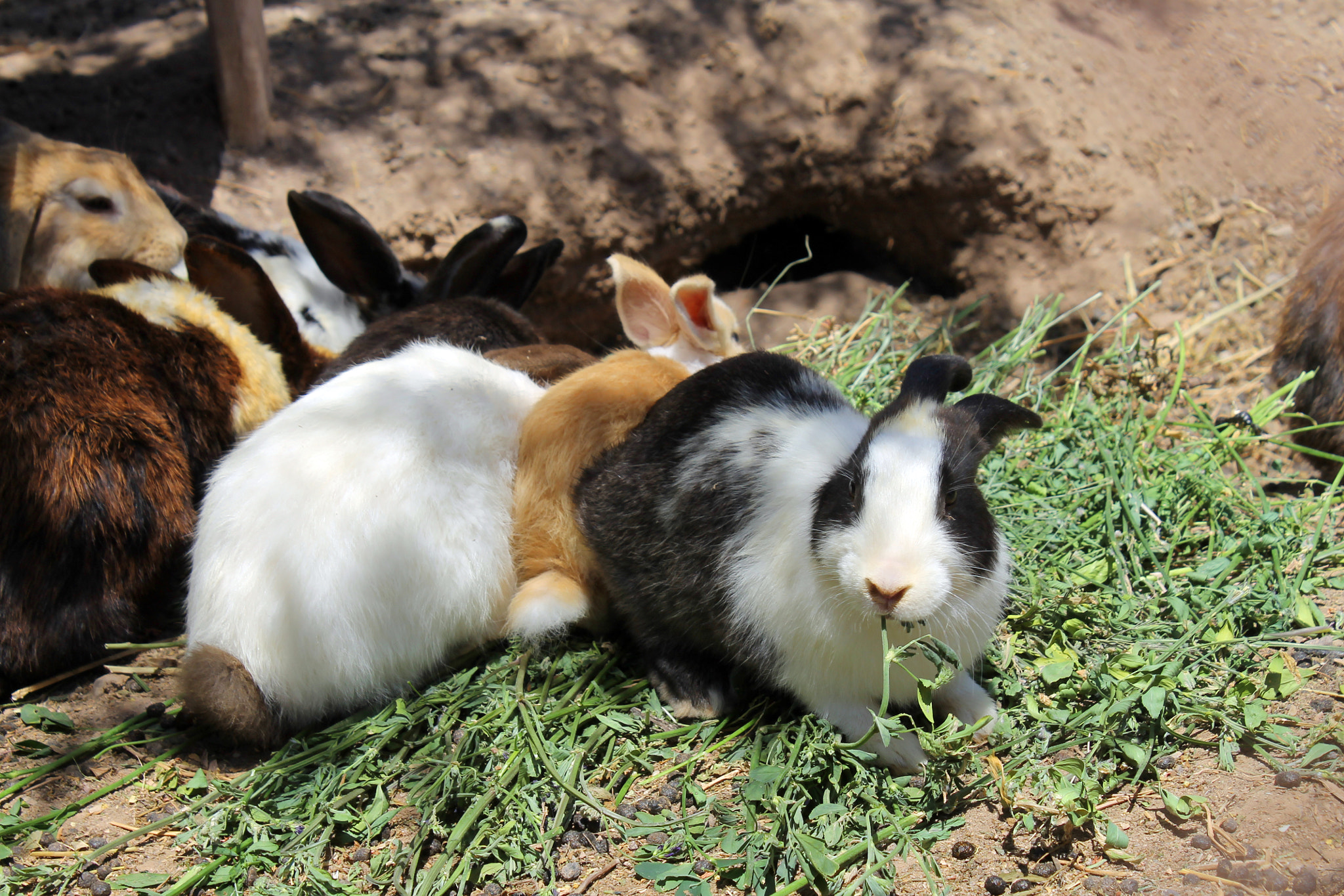 Canon EOS 1100D (EOS Rebel T3 / EOS Kiss X50) sample photo. Austrinus many rabbits photography