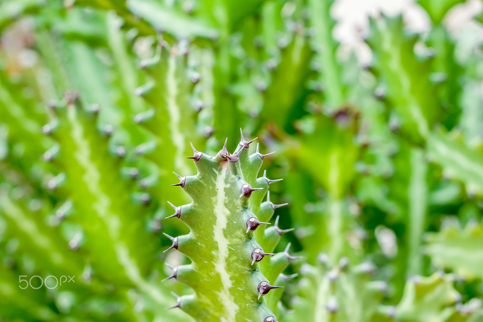 Canon EOS 500D (EOS Rebel T1i / EOS Kiss X3) sample photo. Green cactus background photography