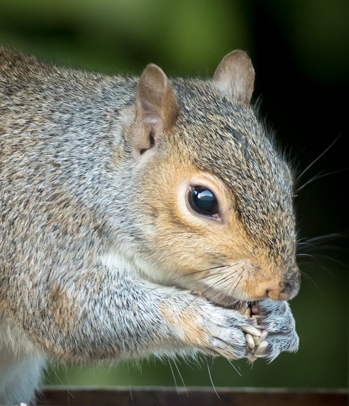 Canon EOS 70D + Canon EF 400mm F5.6L USM sample photo. Hungry squirrel photography