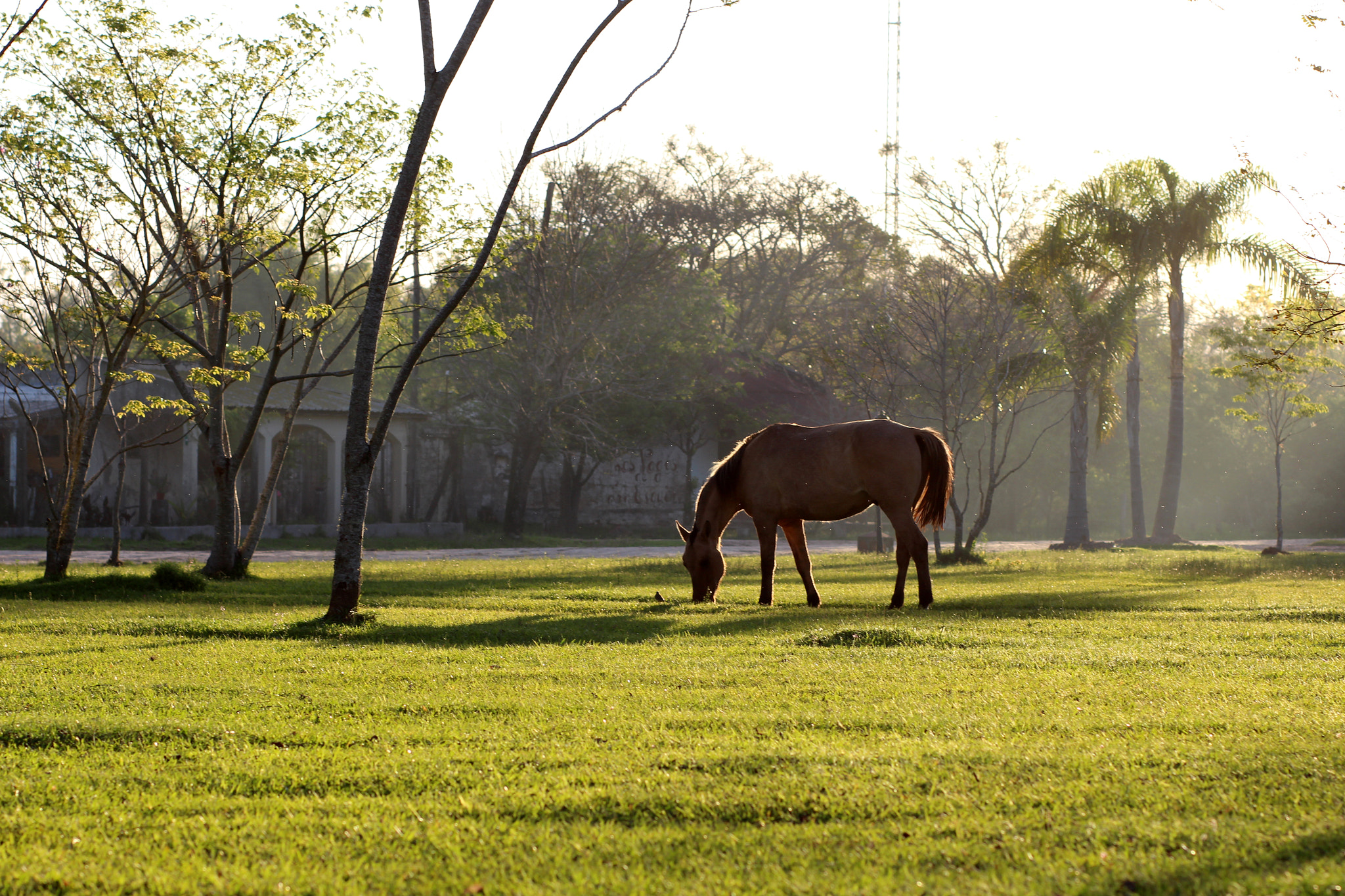 Canon EOS 650D (EOS Rebel T4i / EOS Kiss X6i) + Canon EF 85mm F1.8 USM sample photo. Austrinus horse photography