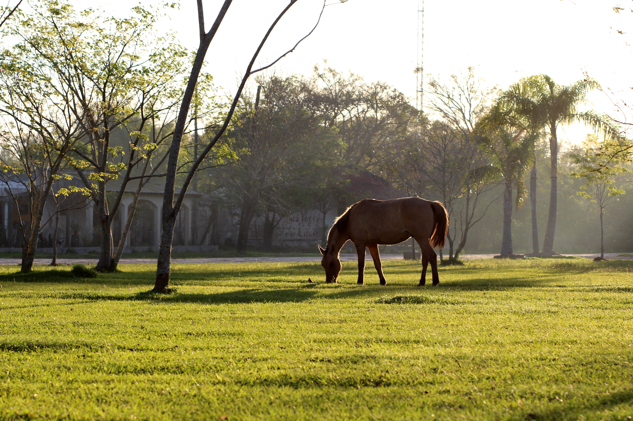 Canon EOS 650D (EOS Rebel T4i / EOS Kiss X6i) sample photo. Austrinus horse photography