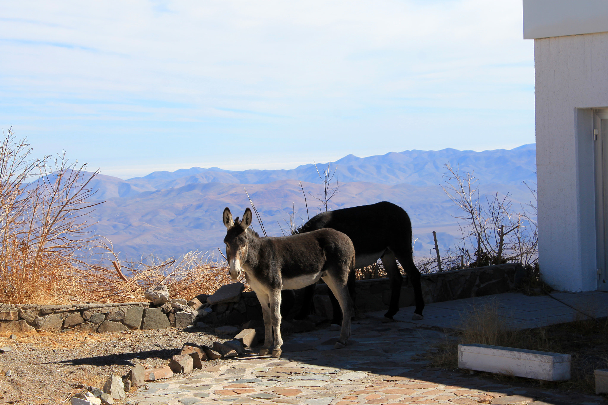 Canon EOS 1100D (EOS Rebel T3 / EOS Kiss X50) sample photo. Austrinus donkeys at la silla photography