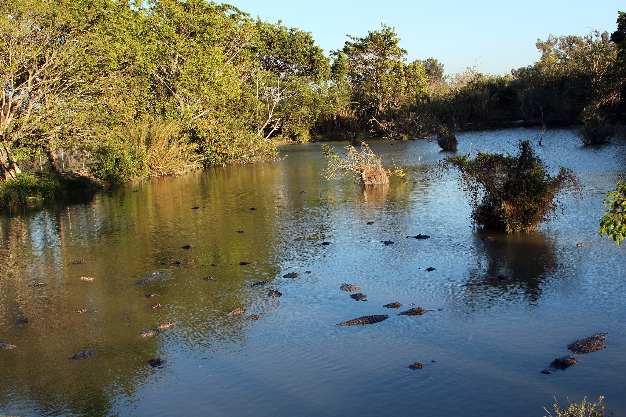 Canon EF 28-135mm F3.5-5.6 IS USM sample photo. Austrinus it's full of alligators photography