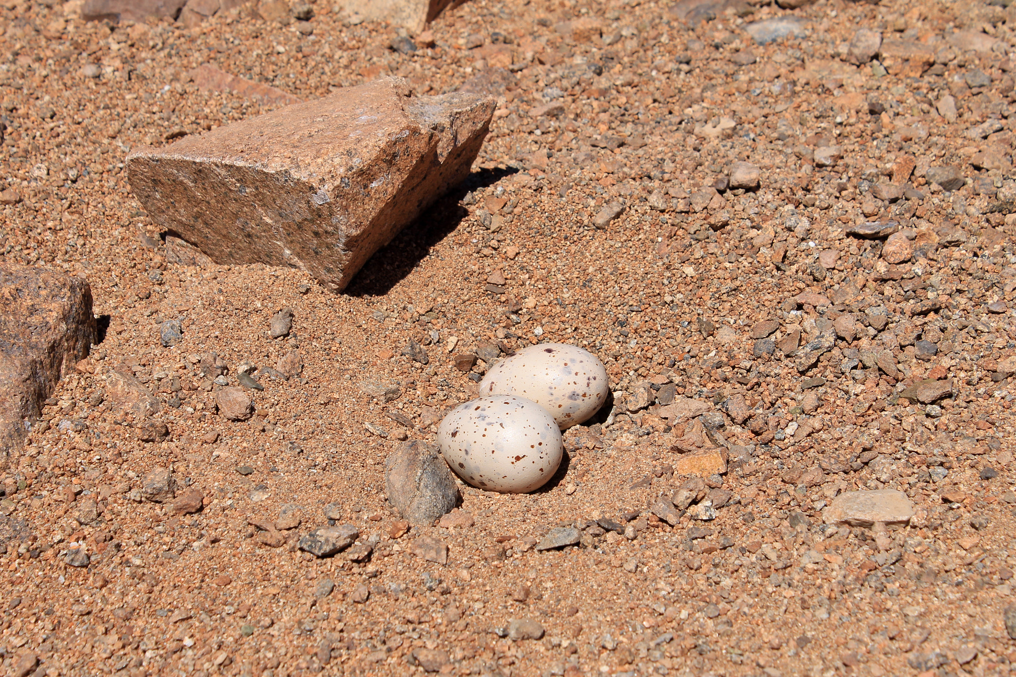 Canon EOS 1100D (EOS Rebel T3 / EOS Kiss X50) sample photo. Austrinus seagull's eggs photography