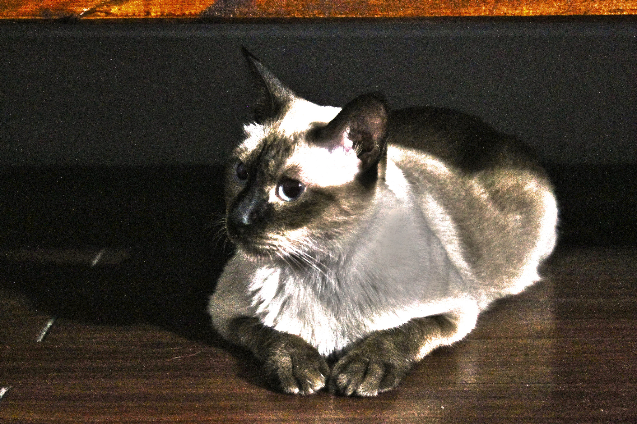 Canon EOS 1100D (EOS Rebel T3 / EOS Kiss X50) sample photo. Austrinus hostel's cat photography