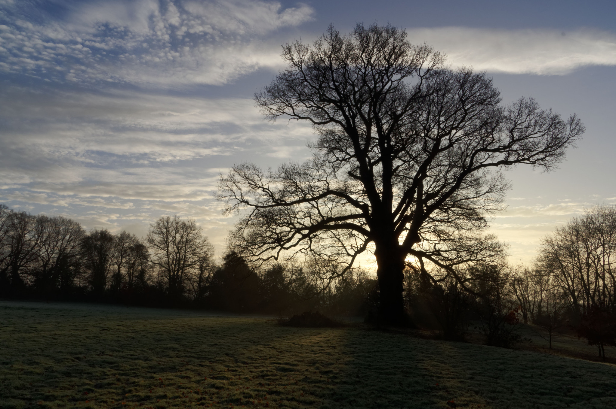 Pentax K-3 II sample photo. Winter oak tree. photography